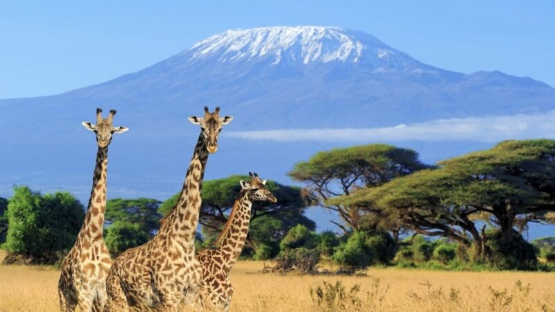 Kenya Entry Requirements For Americans The Easy Guide